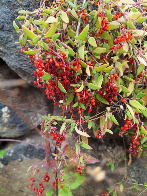 Kúszó sóbokor - Chenopodium nutans, Chenopodium nutans, saláta
